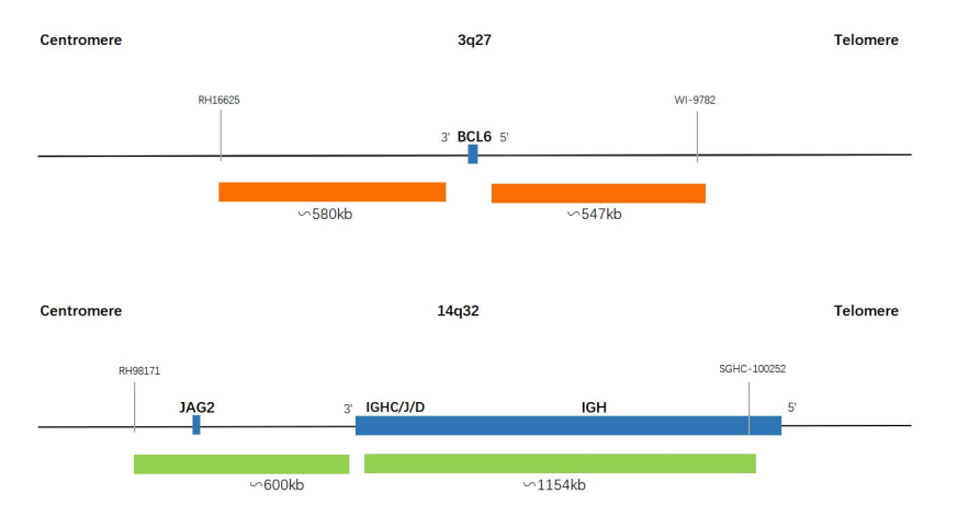 BCL6/IGH Dual Color Dual Fusion Probe Fluorescence in situ hybridization (FISH) Reagent
