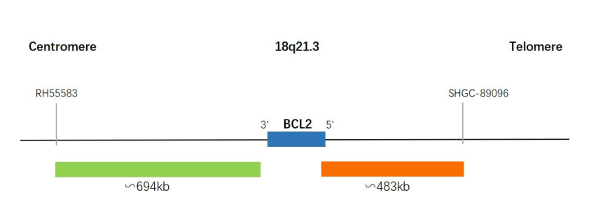 BCL2 Dual Color Break Apart Probe Fluorescence in situ hybridization (FISH) Reagent