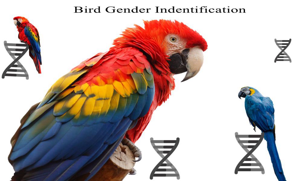 How to use our kits to do  Bird  Sex/Gender Identification   ?